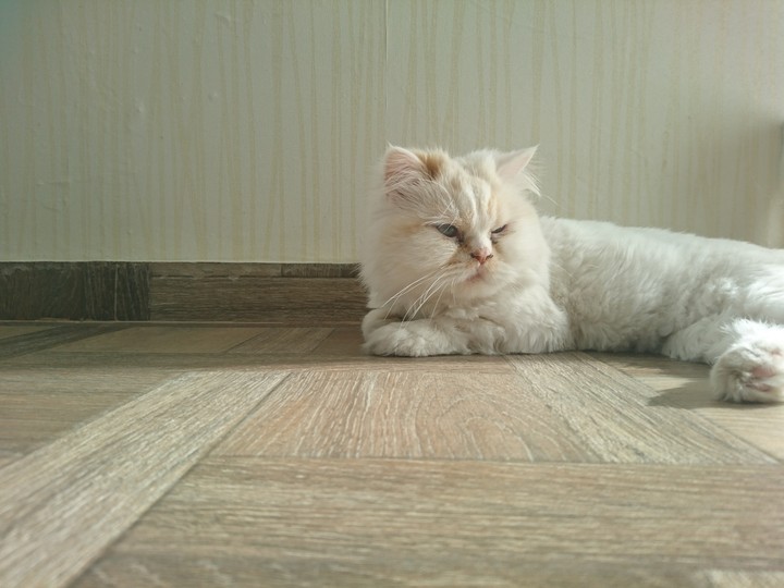 cat