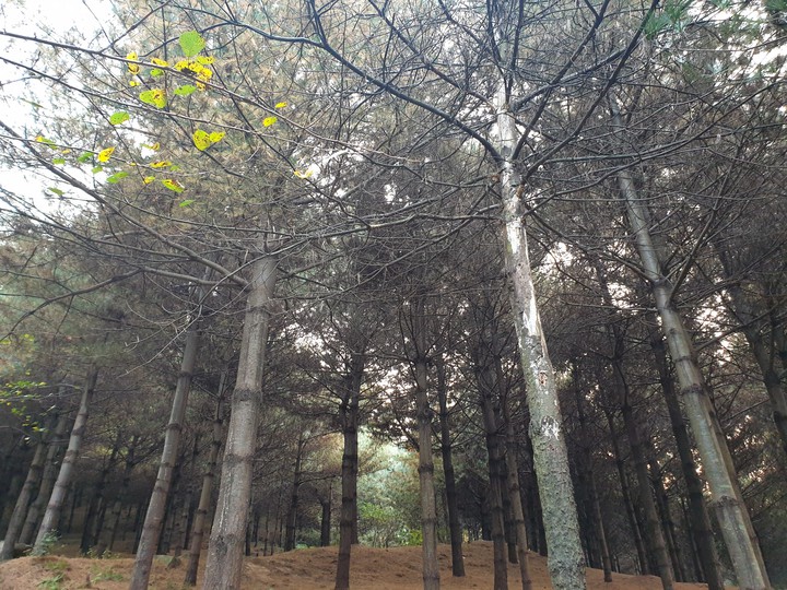 산오르기