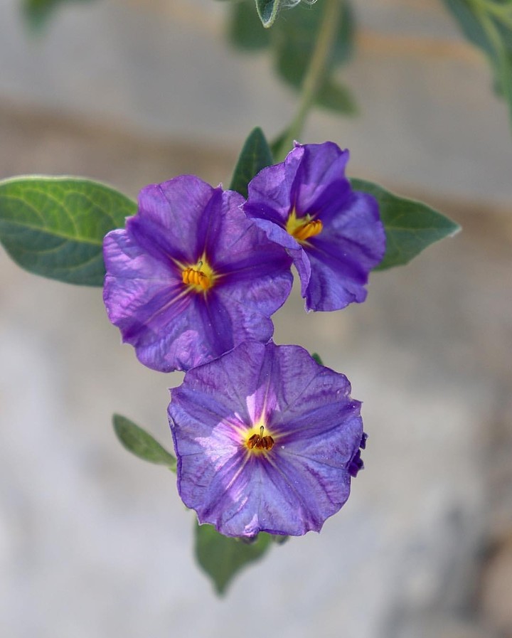 purple