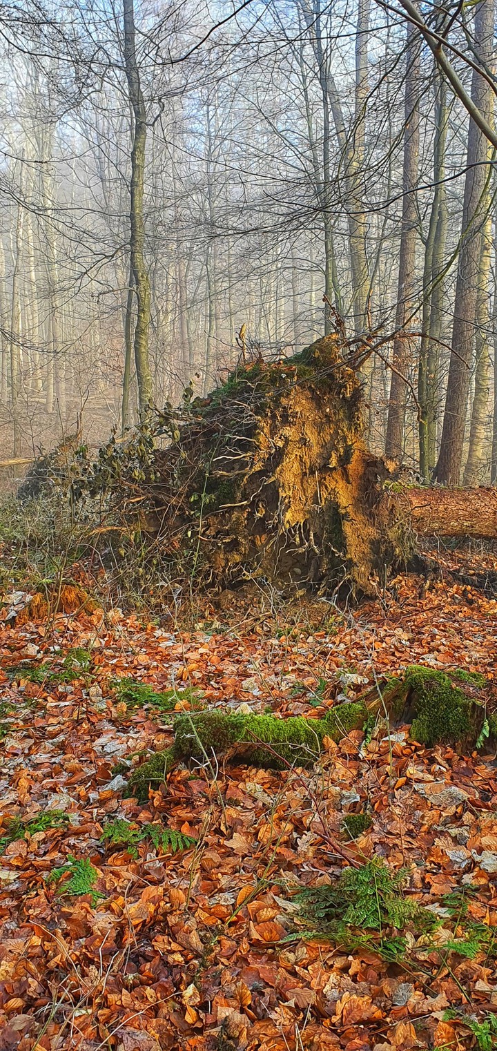 Die Gewalt der Natur