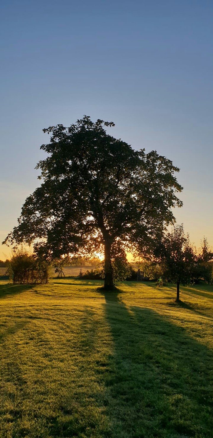tree