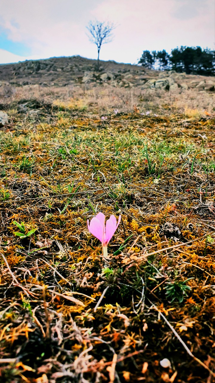 Spring