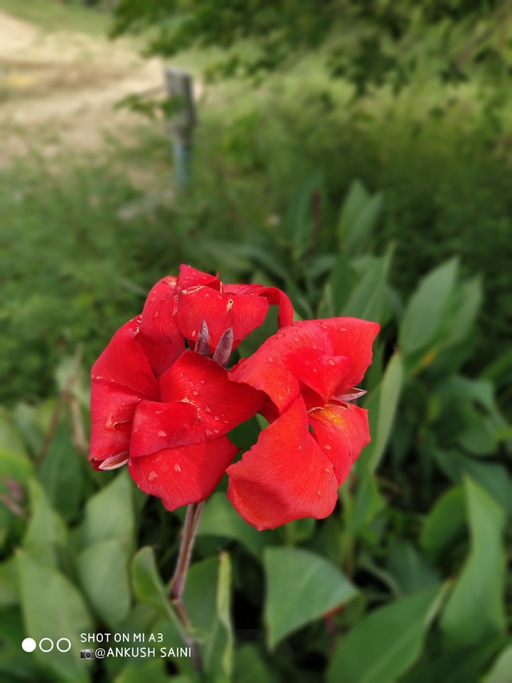 nature