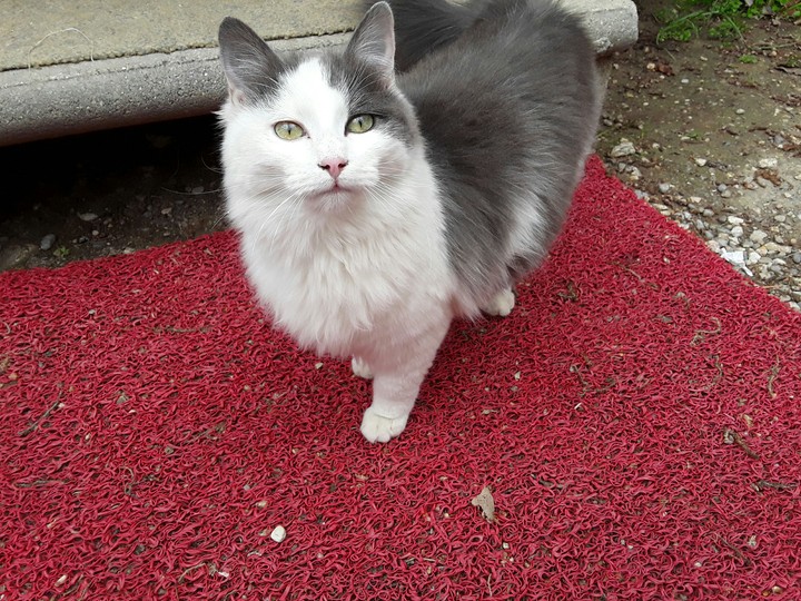 gato