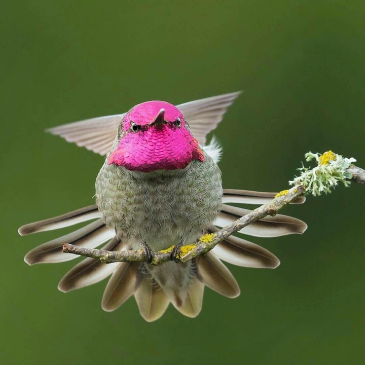 humming bird