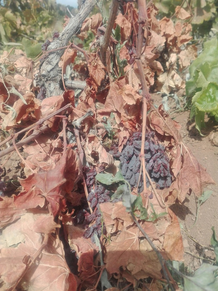 کشمش باغمون