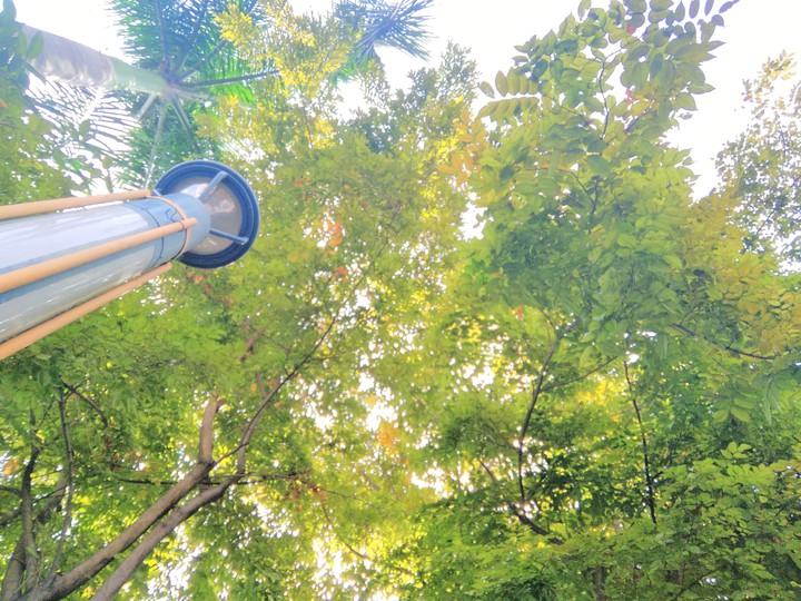 Trees