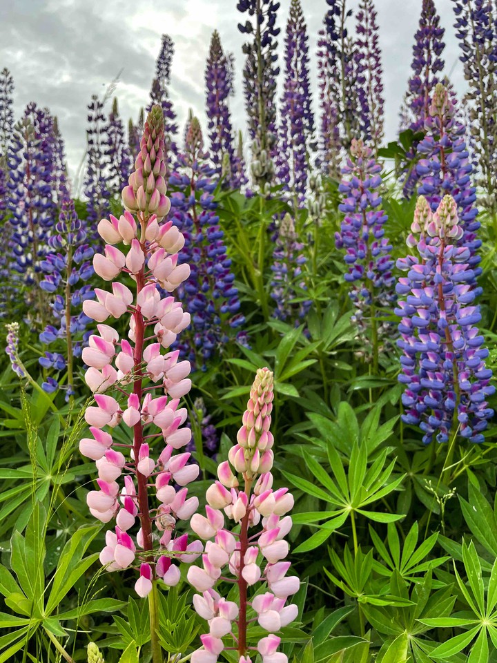 Lupins from Murino 3 (Saint Petersburg, Russia)