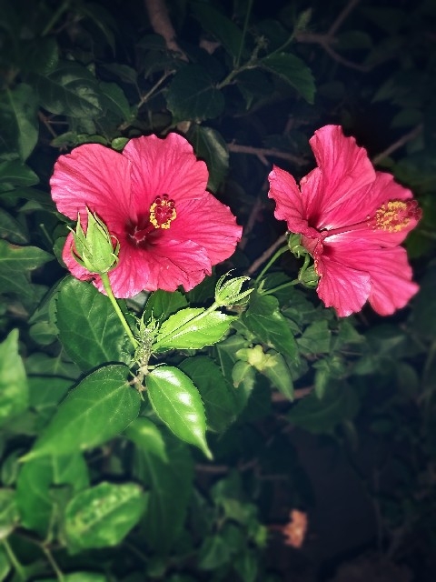 flowers