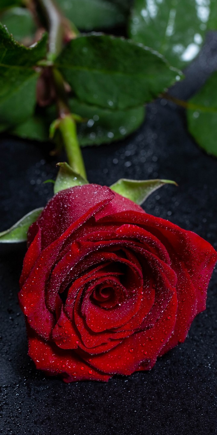 red ? rose