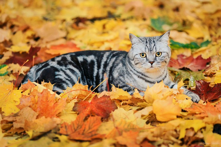 Cat))