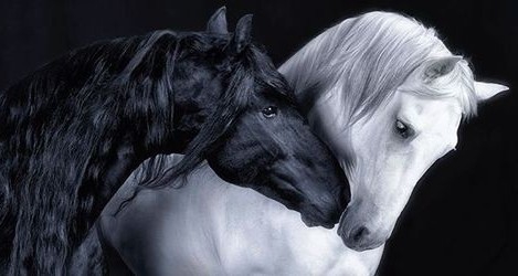 Strong horses