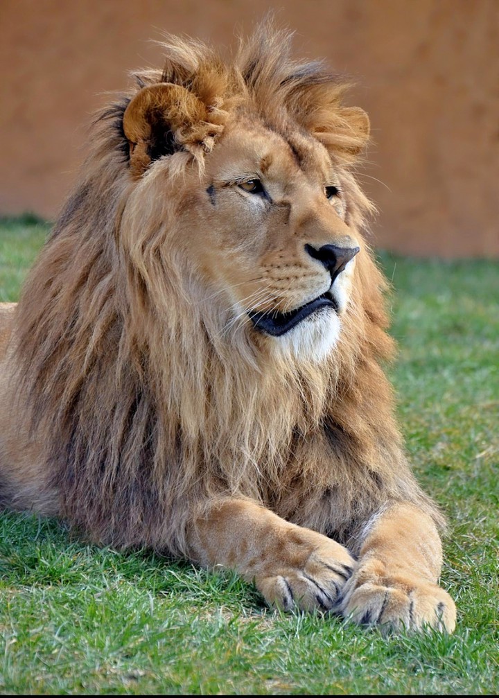 Big King Chilling in the Grass