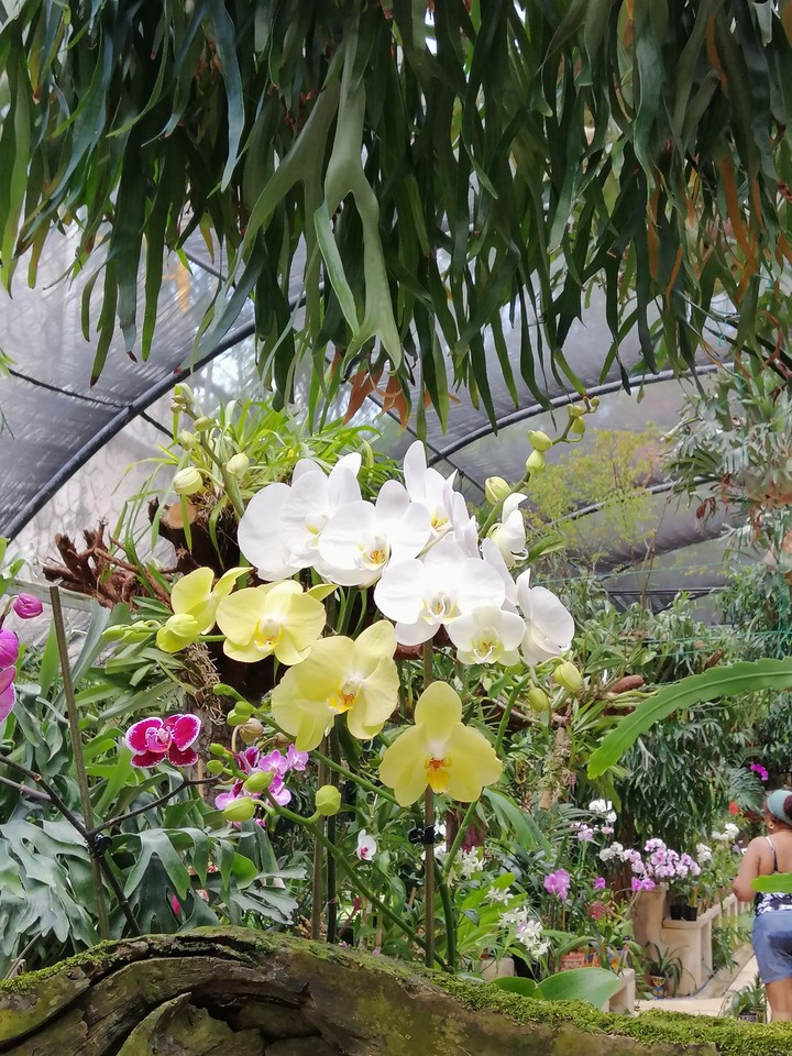 orquídea
