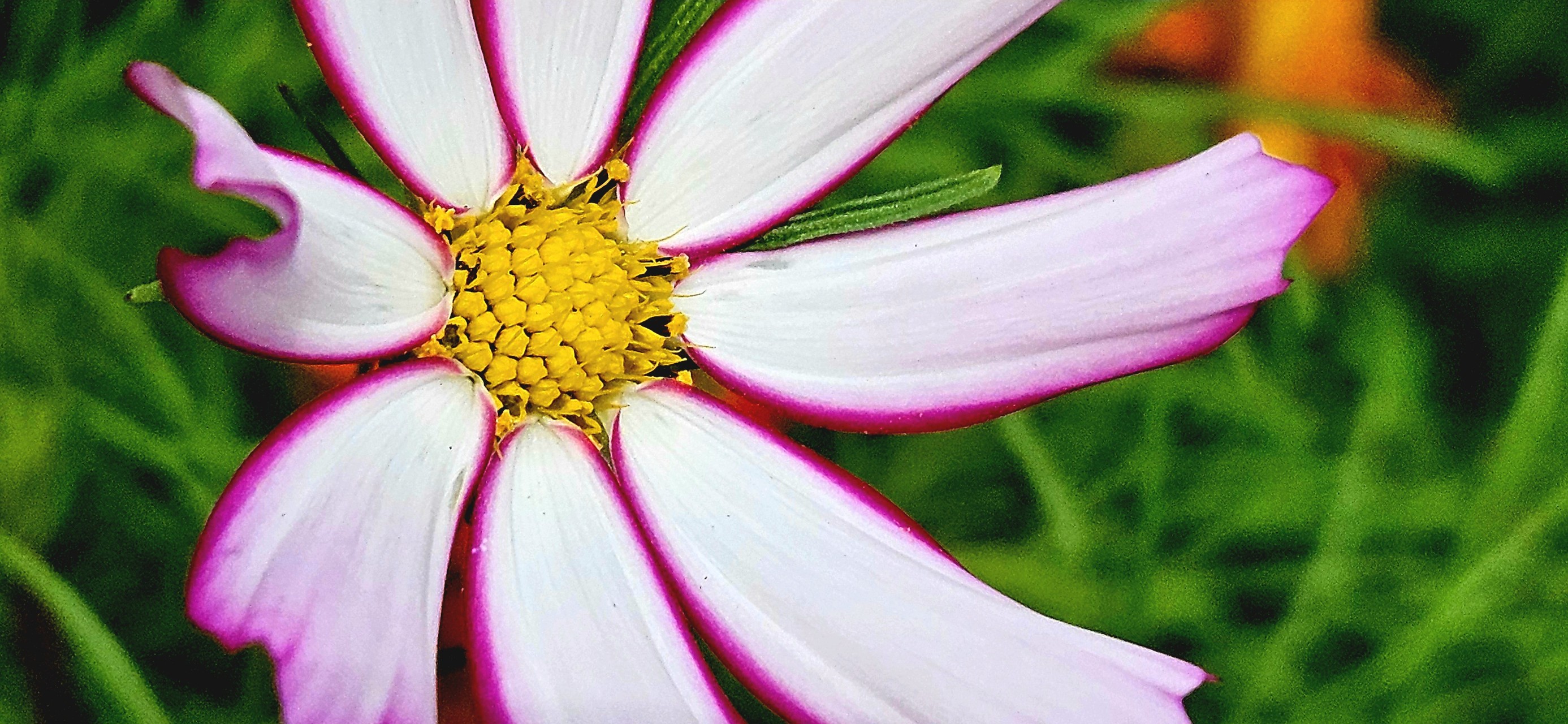 petal, pink wallpapers