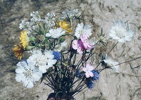 Flower beauty