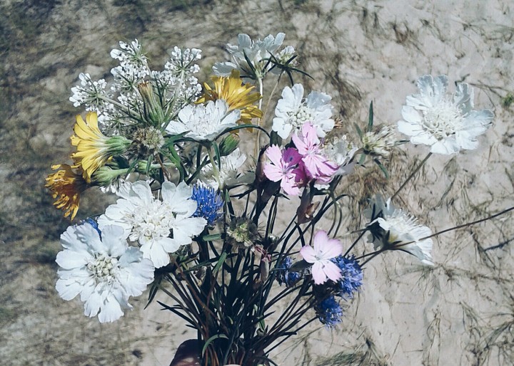 Flower beauty