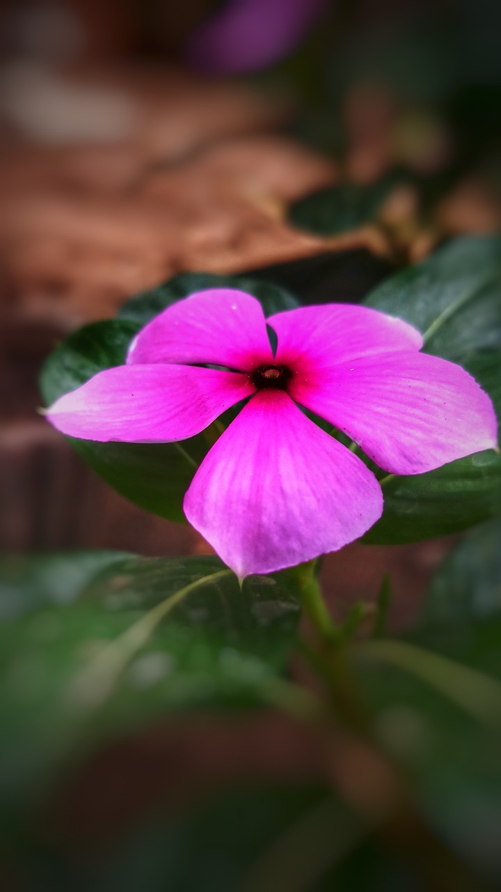 so cute flower