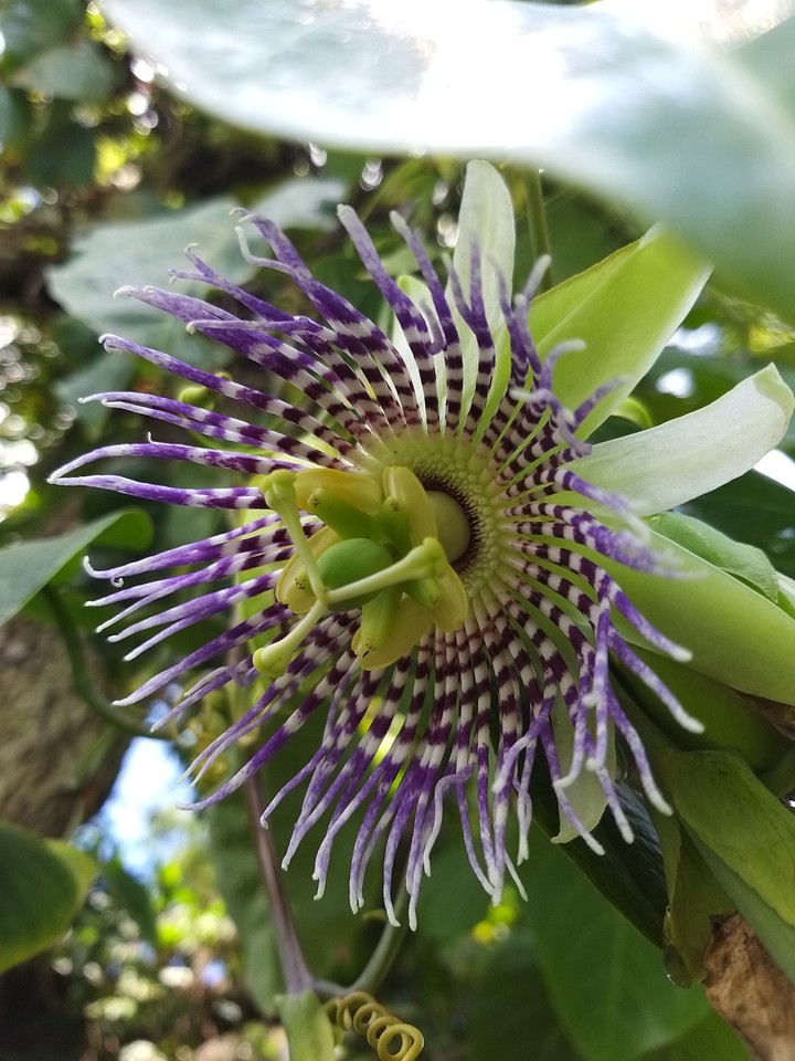 passion flowers