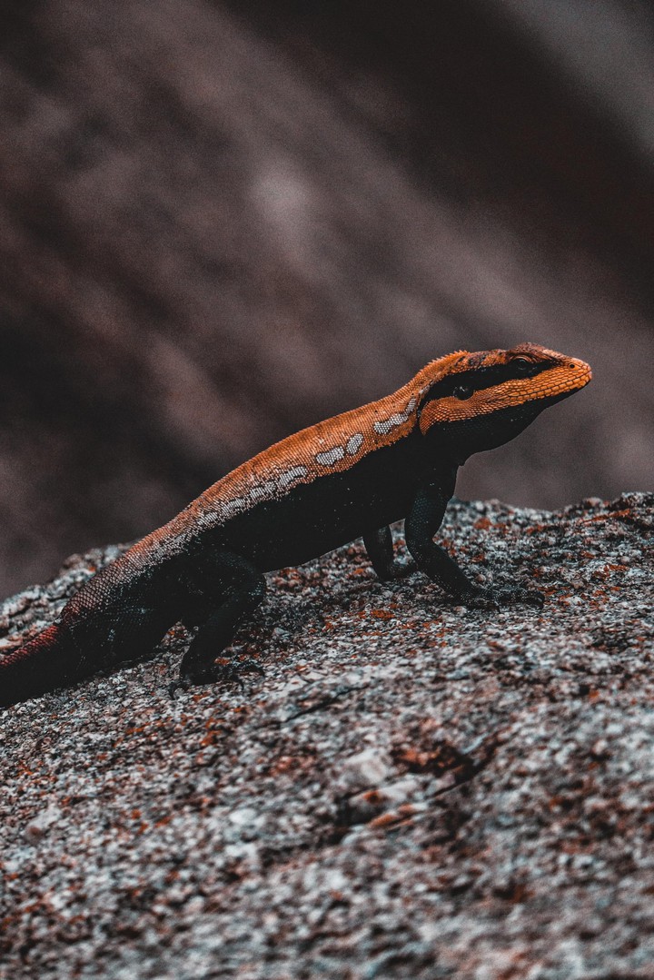 lizard