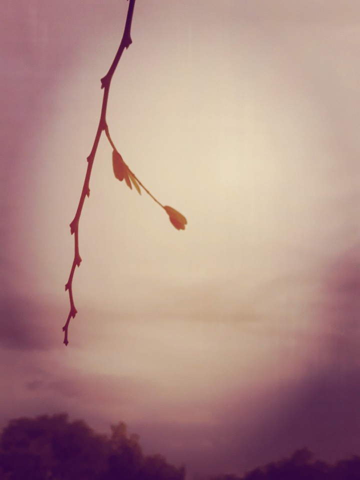 a leaf