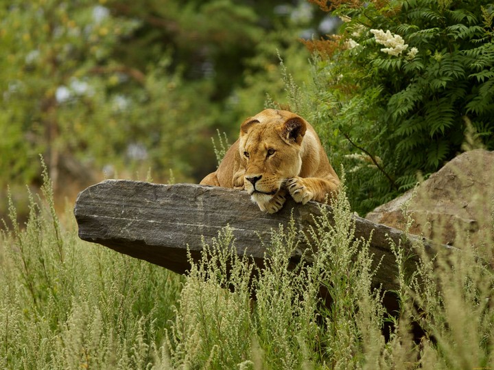 Lion