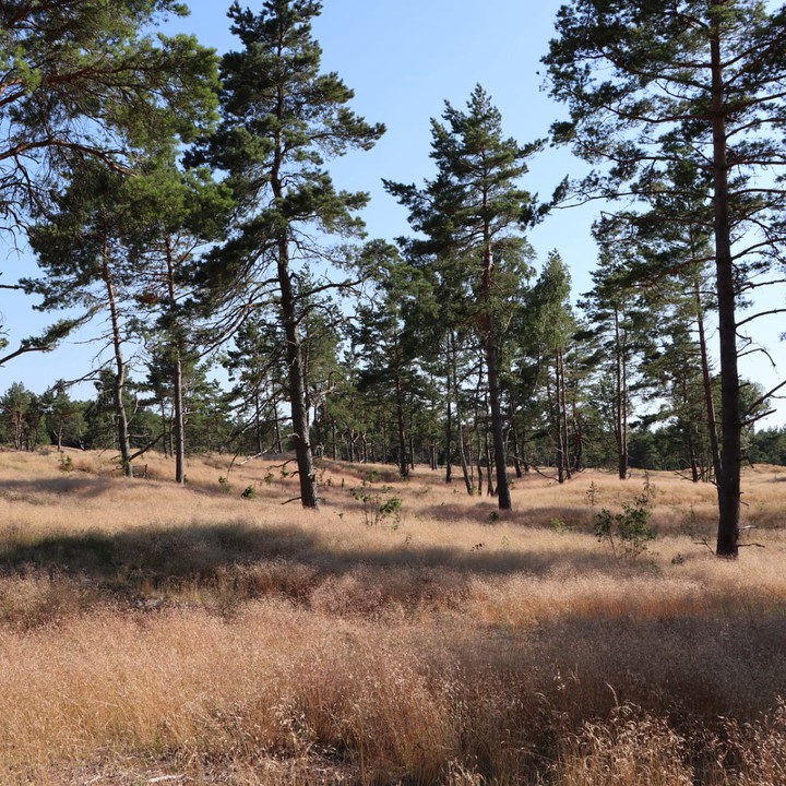 forest