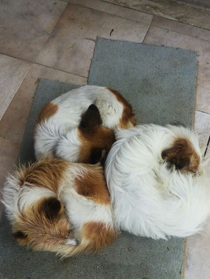 My three fantastic dogs!!