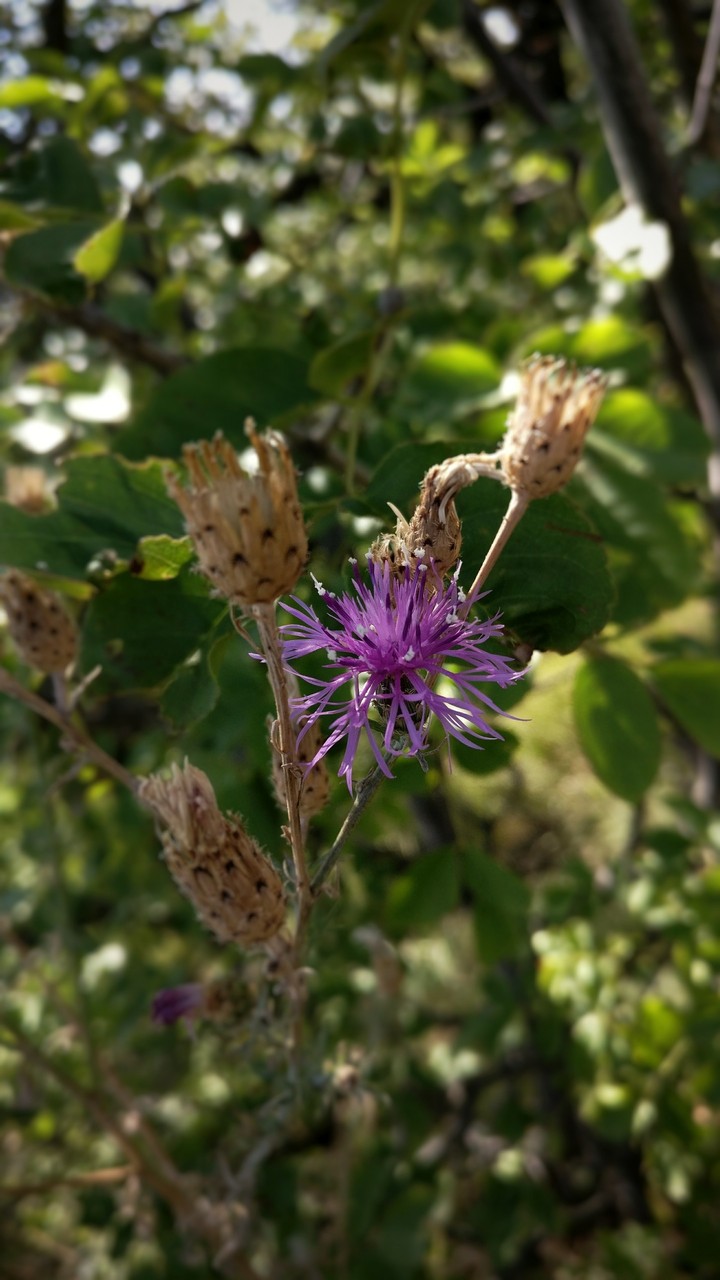 Wild life, wild flowers