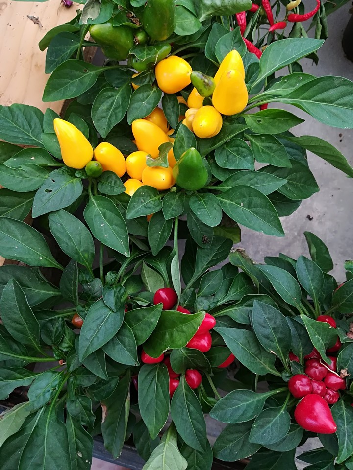 flower