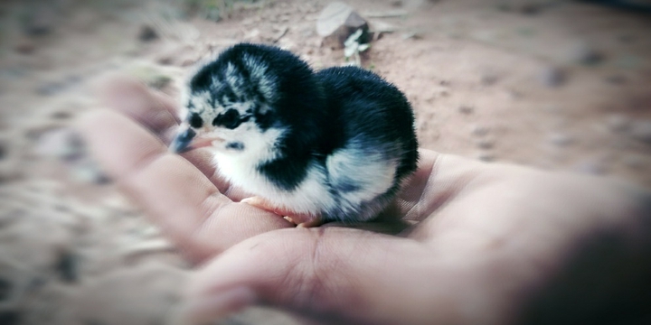 Chick