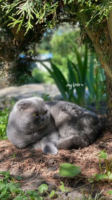 кот