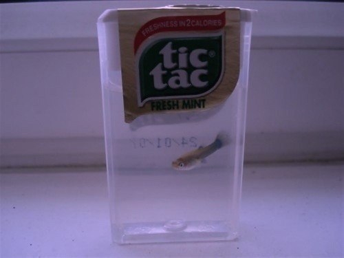 tic tac