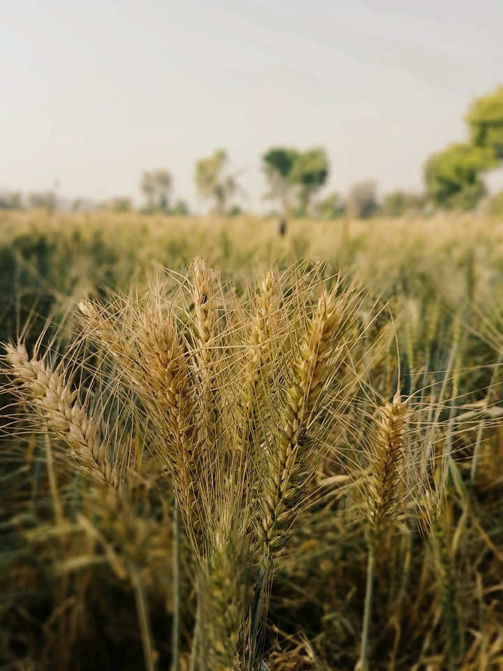 field