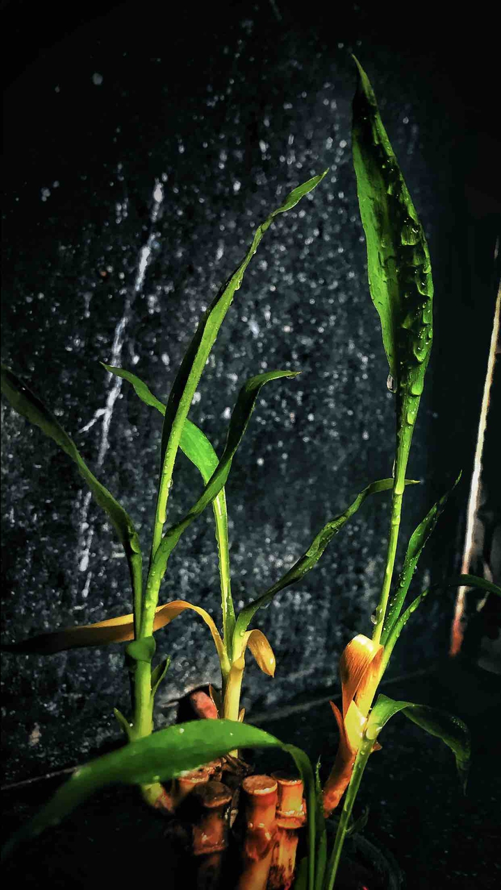 Baby bamboo