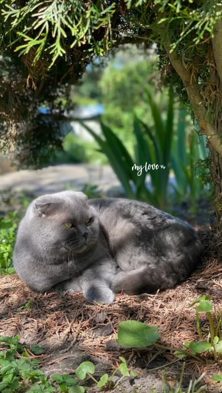 кот