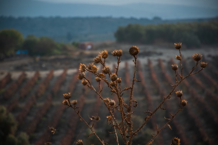 Thistle