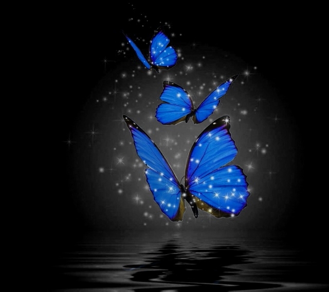 Butterfly