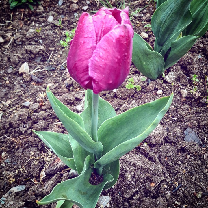 one beautiful tulip