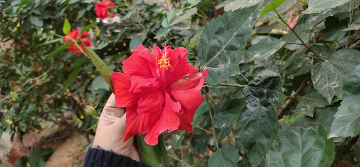 PanchMukhi Hibiscus