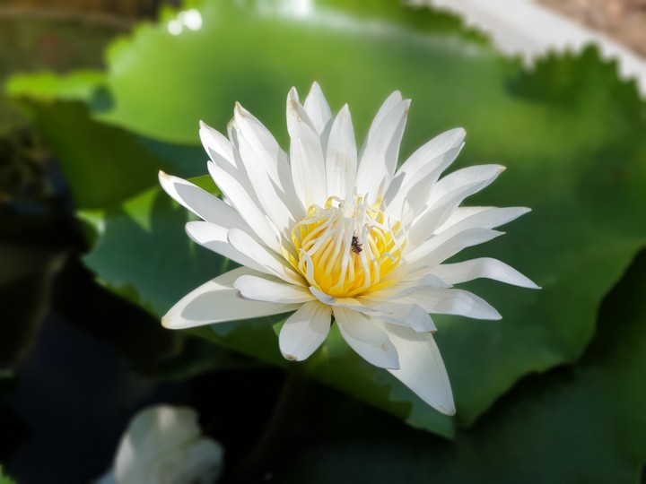 Water Lily