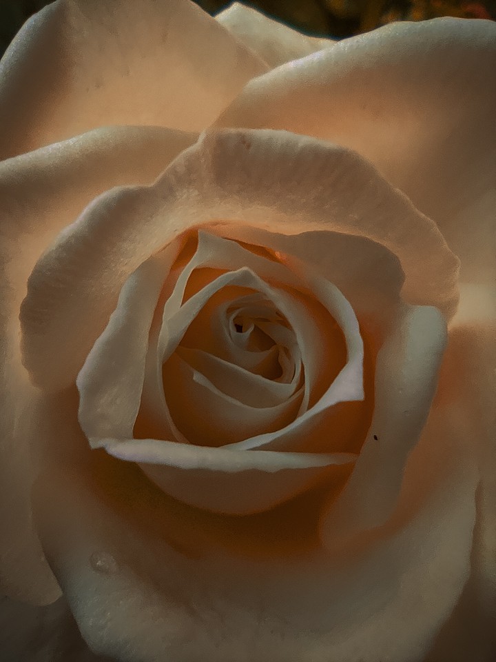 rose