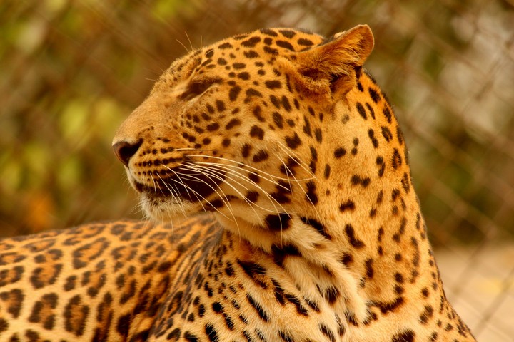 leopard rising