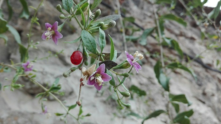 red and purple