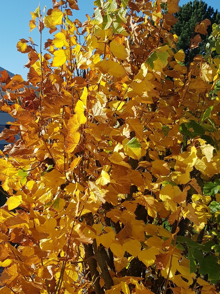 fall