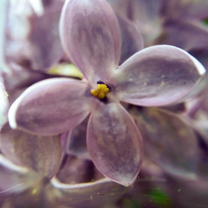 lilac