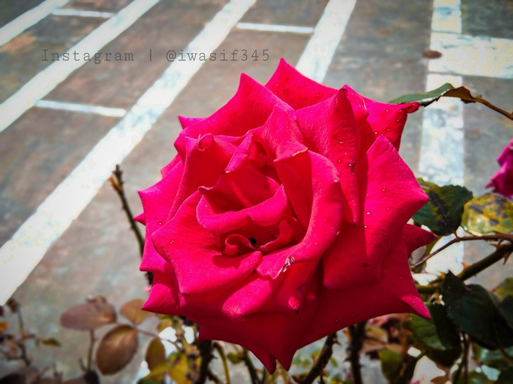 Red rose