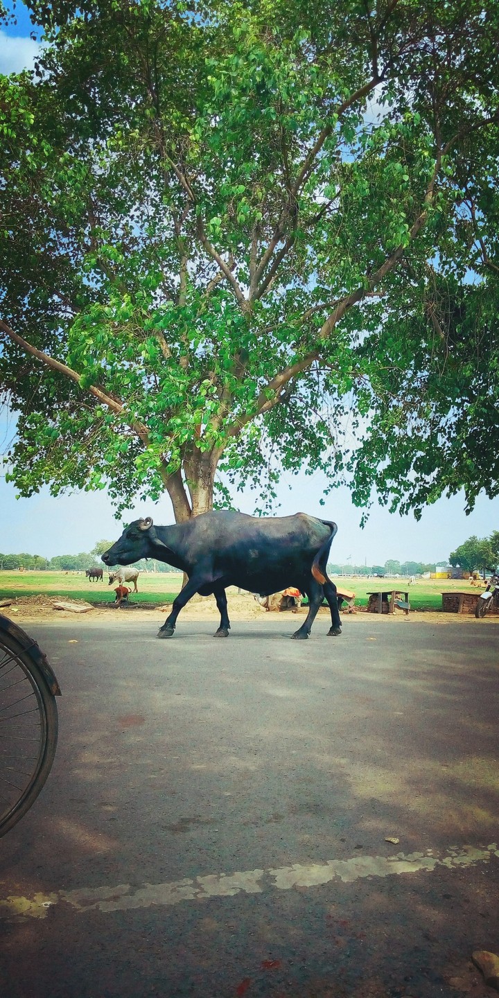 village