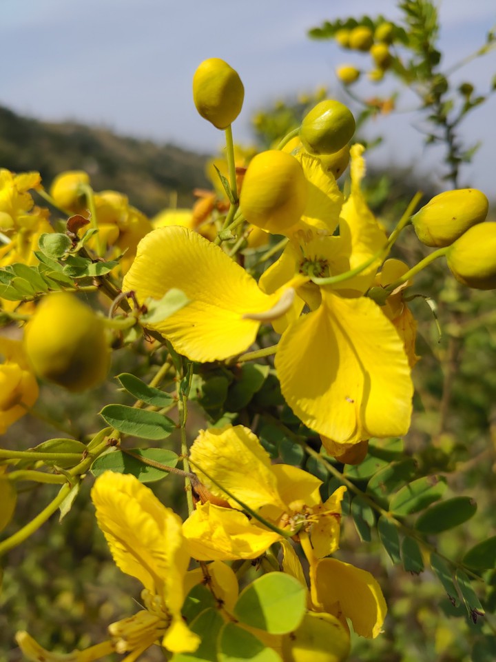 Yellow