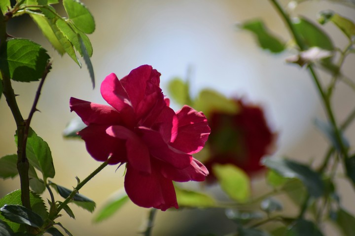 Rose